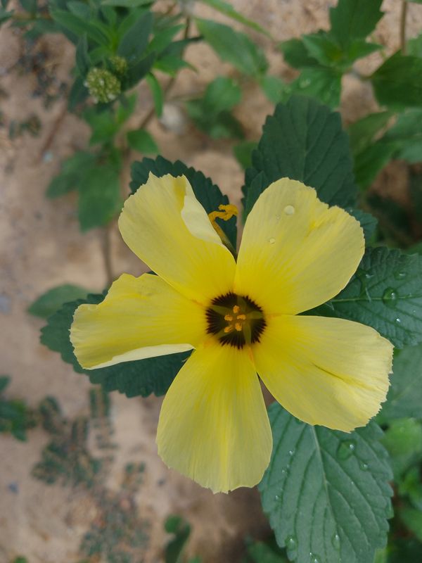 Identificação da planta Chanana por foto