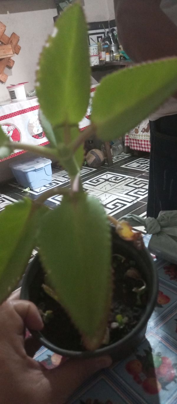 Identificação da planta Mãe-de-milhares por foto