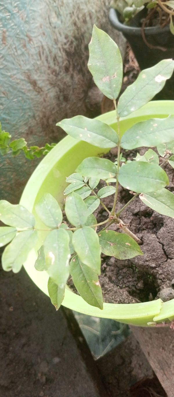 Identificação da planta Angelim-saia por foto