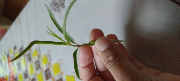 Identificação da planta Maravilha-de-folha-estreita por foto