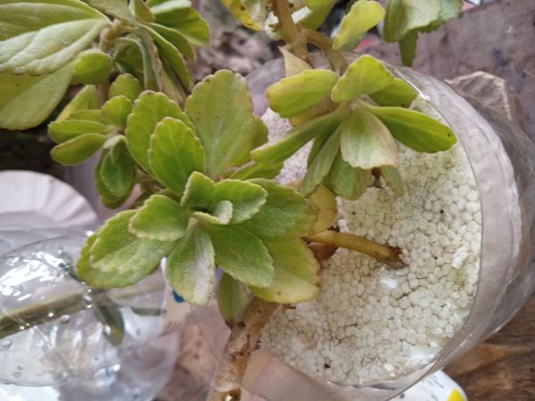 Identificação da planta Boldo chinês por foto