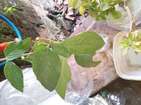 Identificação da planta Cidreira por foto