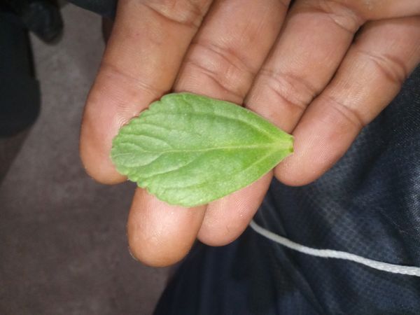 Identificação da planta Coração-roxo por foto