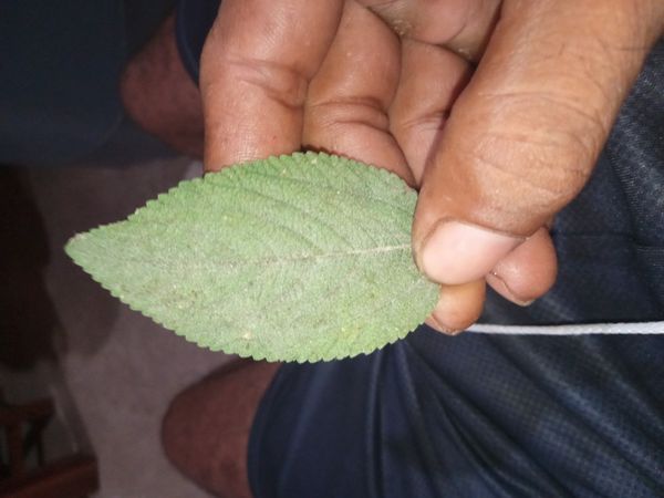 Identificação da planta Orégano-brasileiro por foto