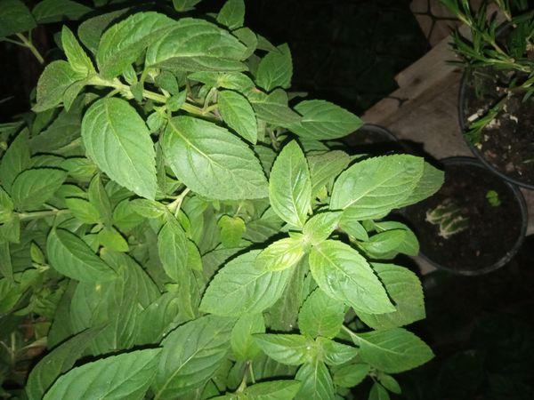 Identificação da planta Manjericão por foto