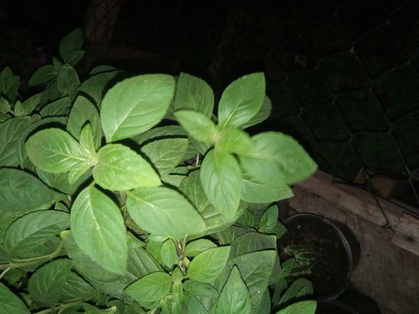 Identificação da planta Manjericão por foto
