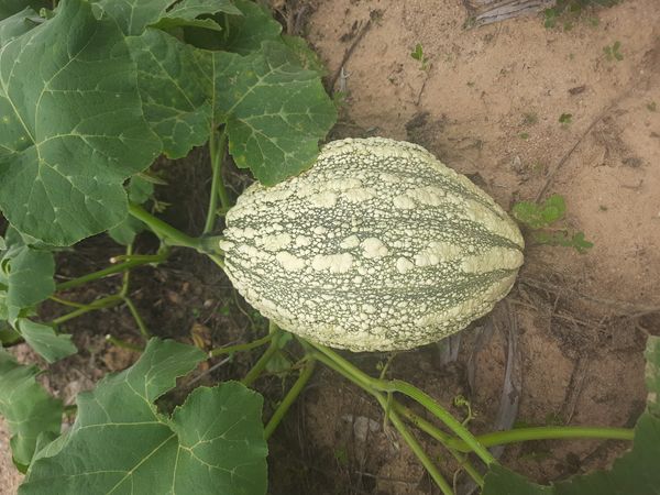 Identificação da planta Chila por foto