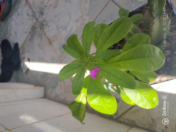 Identificação da planta Bredo-de-jardim por foto