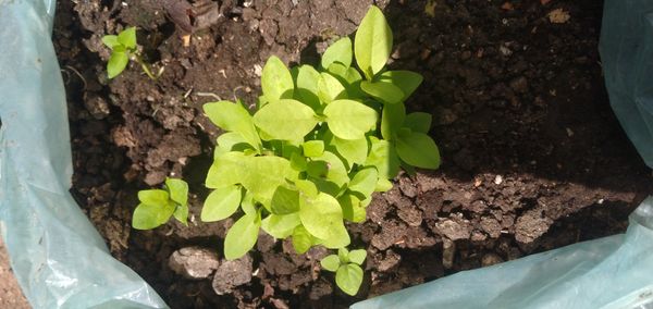 Identificação da planta Manjericão por foto