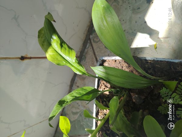 Identificação da planta Como cuida do lirio por foto