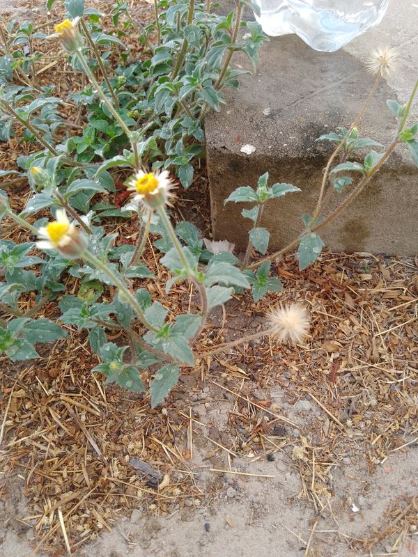 Identificação da planta Erva-de-touro por foto
