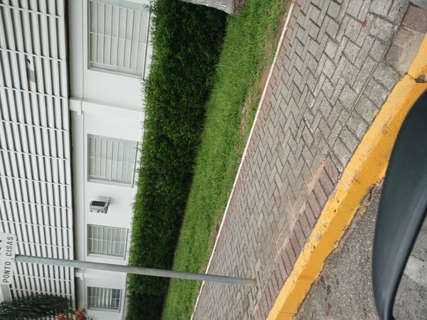 Identificação da planta Figueira-benjamim por foto