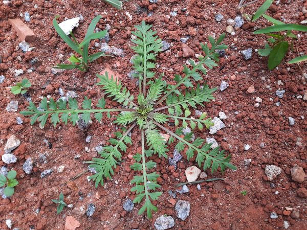 Identificação da planta Mastruço por foto
