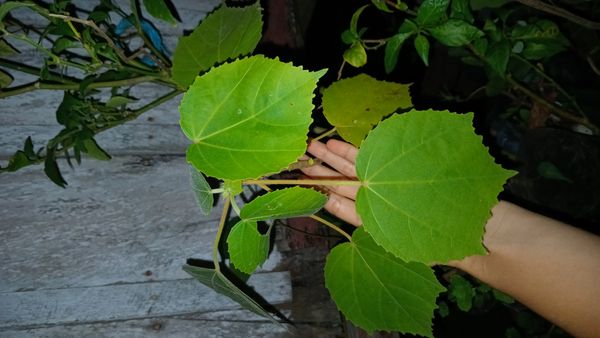 Identificação da planta Algodão-de-seda por foto