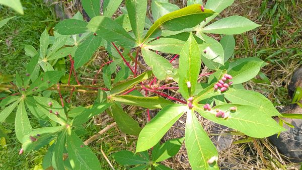Identificação da planta Mandioca por foto