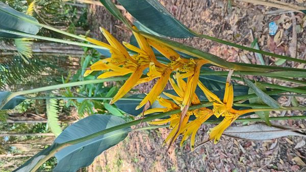 Identificação da planta Helicônia por foto