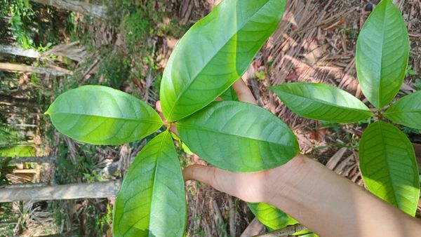 Identificação da planta Jambo por foto