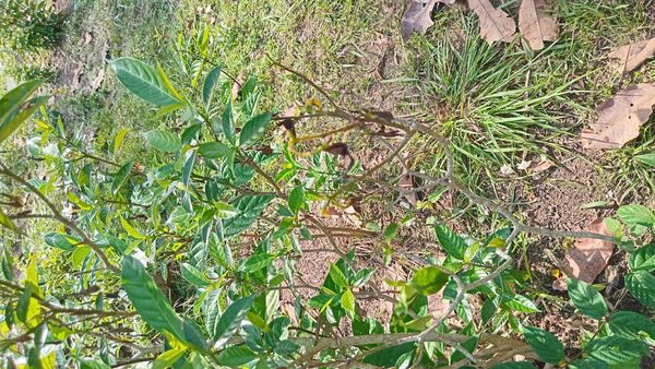 Identificação da planta Jasmim-laranja por foto