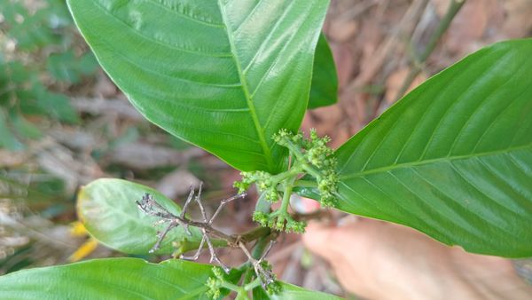 Identificação da planta Café-de-bugre por foto