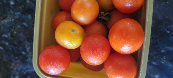 Identificação da planta Tomate por foto