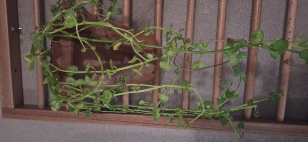 Identificação da planta Dinheiro em penca por foto