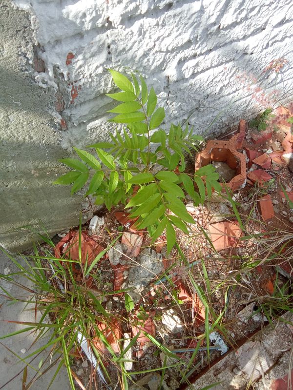 Identificação da planta Ipê-de-jardim por foto