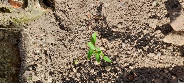 Identificação da planta Pimenta por foto
