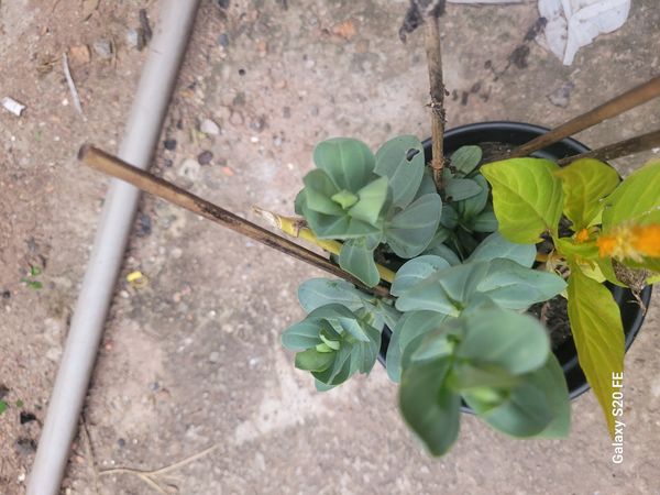 Identificação da planta Lisianthus por foto