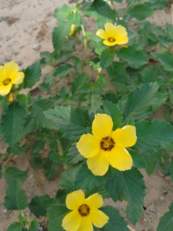 Identificação da planta Chanana por foto