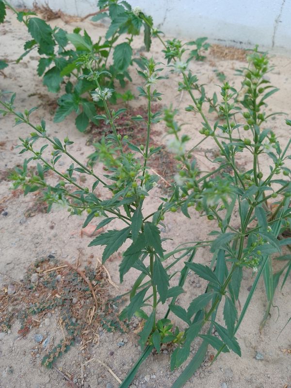 Identificação da planta Vassourinha por foto
