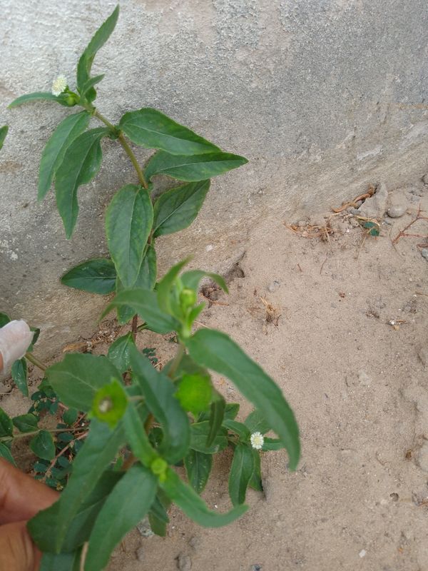 Identificação da planta Erva botão por foto