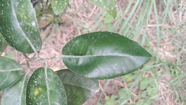 Identificação da planta Limão galego por foto