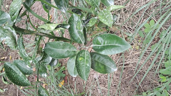 Identificação da planta Pomelo por foto