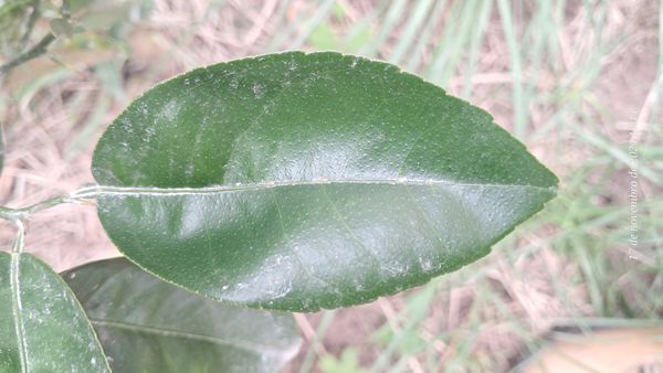 Identificação da planta Combava - mutação por foto