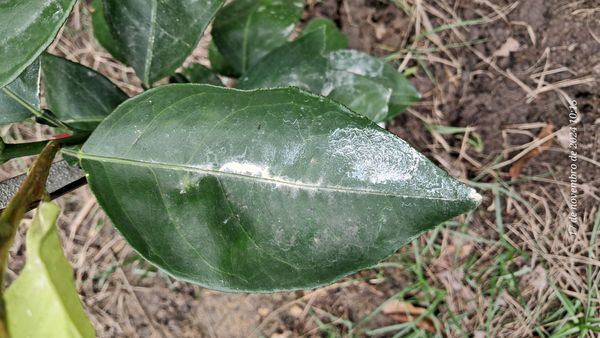 Identificação da planta Pomelo por foto