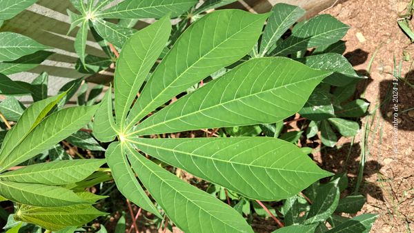 Identificação da planta Mandioca por foto