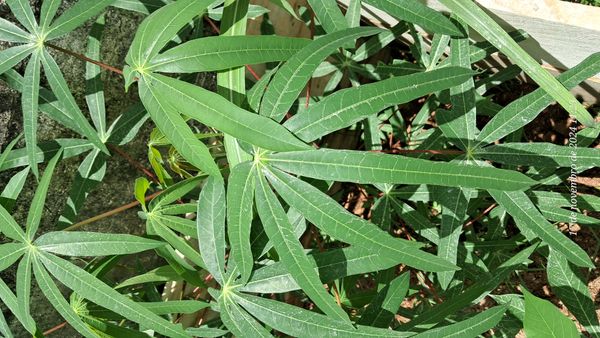 Identificação da planta Mandioca por foto