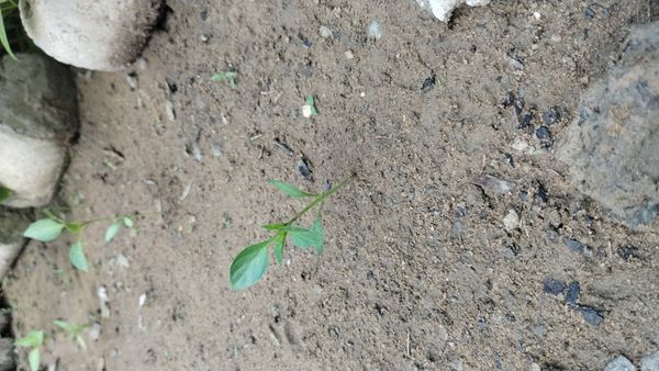 Identificação da planta Malagueta por foto