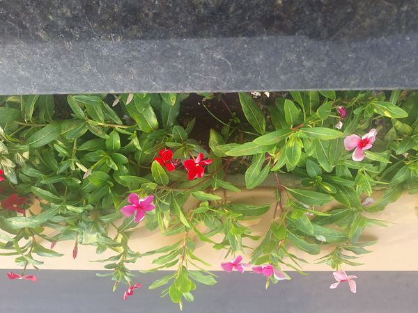Identificação da planta Vinca por foto