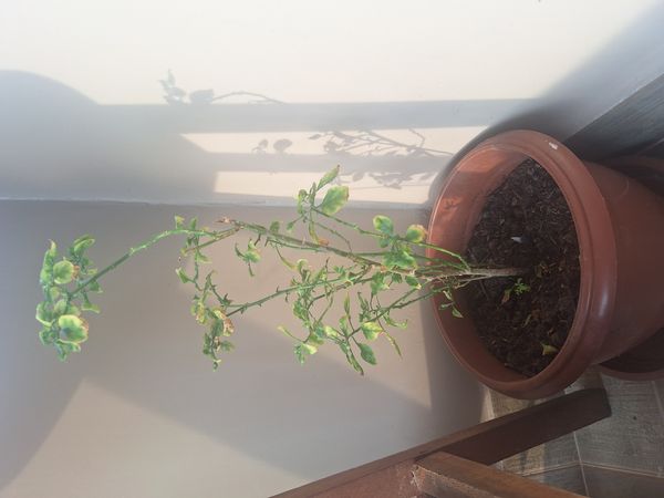 Identificação da planta Primavera por foto
