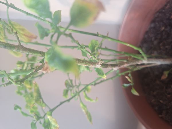 Identificação da planta Pimenta-de-cheiro por foto