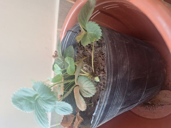 Identificação da planta morangueiro por foto