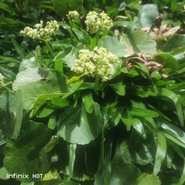 Identificação da planta Acariçoba por foto