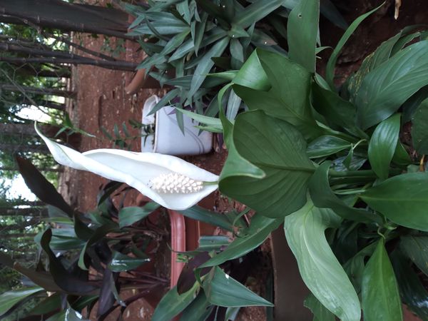 Identificação da planta Lírio-da-paz por foto