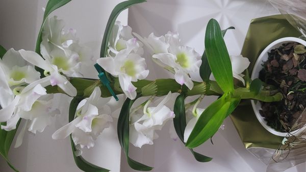 Identificação da planta Orquídea bambu por foto