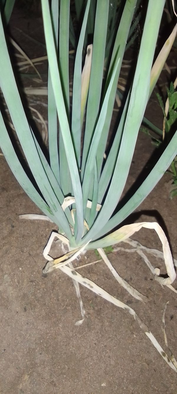 Identificação da planta Cebolinha por foto