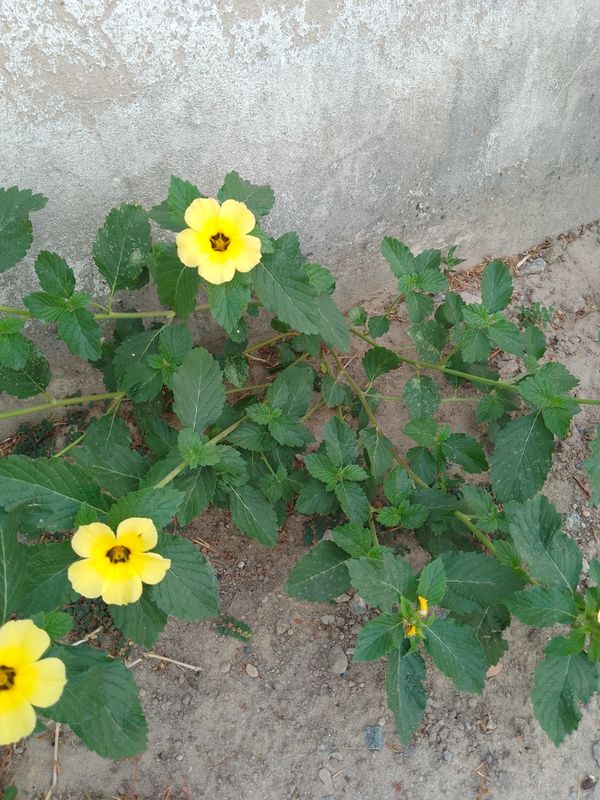 Identificação da planta Chanana por foto