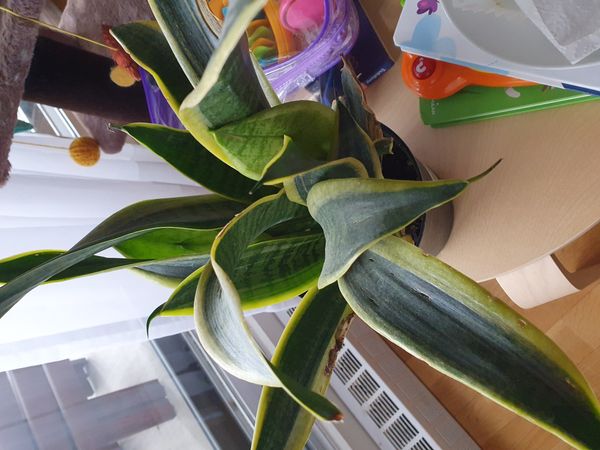 Identificação da planta Espada de são jorge por foto