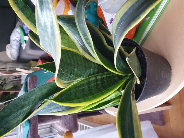 Identificação da planta Espada de são jorge por foto
