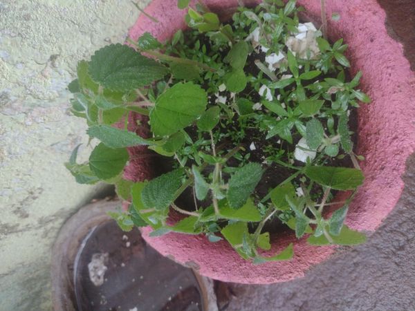 Identificação da planta Urtiga por foto